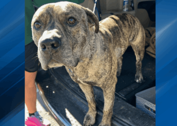 Police arrest suspect accused of stabbing ‘Chance’ the dog in throat