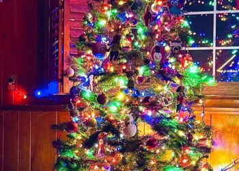 POLL: When do you put up your Christmas Tree?