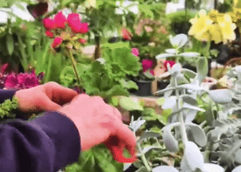 Gardening Update: How to fix leggy plants with Carol Watson Greenhouse