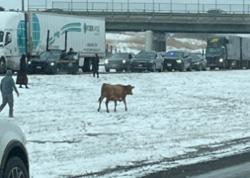 Lanes closed in Hamburg after cows run loose on I-90