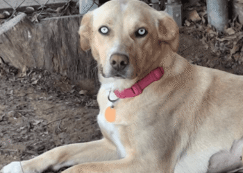 Helping Hounds Dog Rescue to receive 42 dogs you can adopt