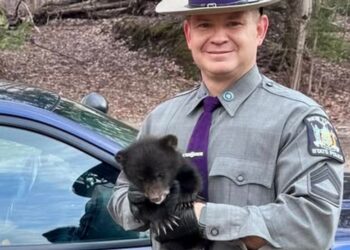 New York State Police rescue a bear cub in Oneida County