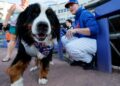 Syracuse Mets to host Bark in the Park, romance novel night for April homestand