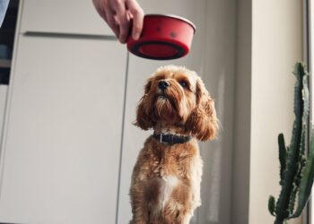Dog food recalled in 9 states: Throw away immediately