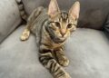 OCHS adoptable pet: Orbit wants to be a part of your universe