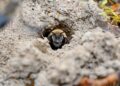 The world’s largest known cluster of bees is under a cemetery in Ithaca, NY