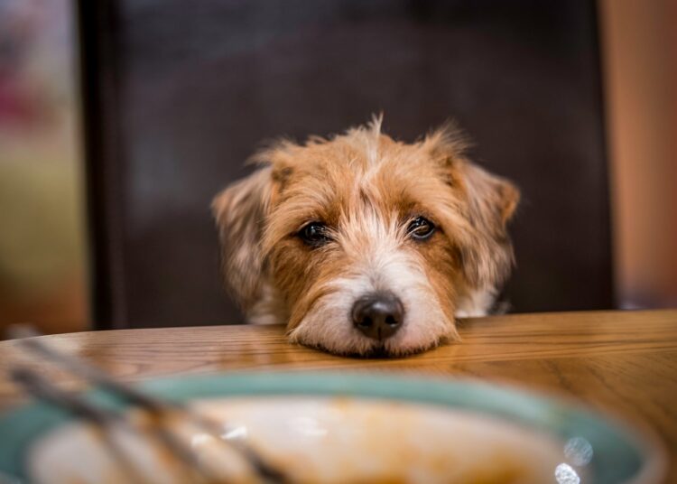 Dear Abby: Husband and I lost our previous dog, and we have been crying for a month straight