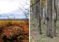 Take a little hike at Little Tuck, CNY Land Trust’s newest nature preserve