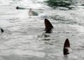Summer has barely started, and U.S. shark reports are already piling up