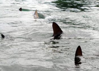 Summer has barely started, and U.S. shark reports are already piling up
