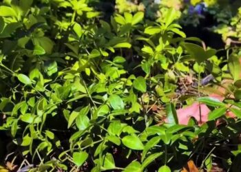 Gardening Update: How to fill in ‘Garden gaps’ with Carol Watson Greenhouse