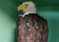 Americans are mourning beloved state park bald eagle who died this week