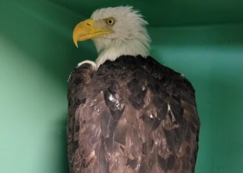 Americans are mourning beloved state park bald eagle who died this week