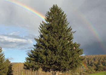 Rockefeller Center’s iconic Christmas tree is coming from a tiny Central NY hamlet